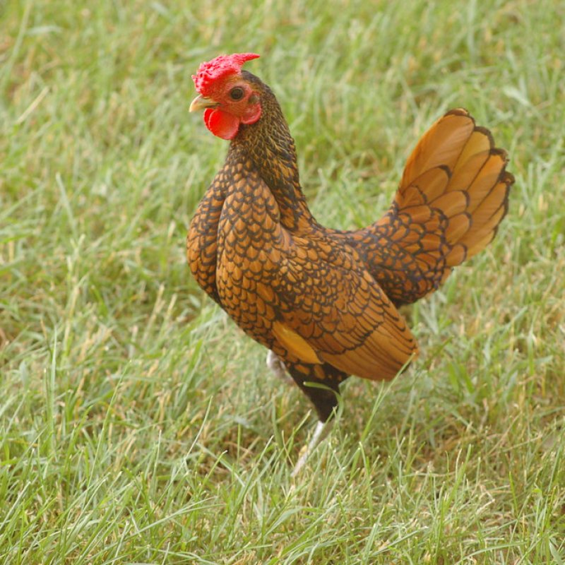 Fighting Cocks